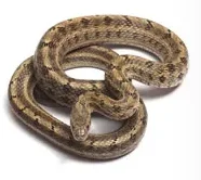 Betafpv Meteor65 Pr… - image