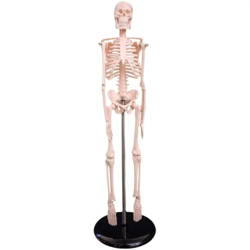 45Cm High Human Skeleton Model Skeleton Skeleton  Shelf Medical Student Xiaobai Teaching Mold Limbs Removable