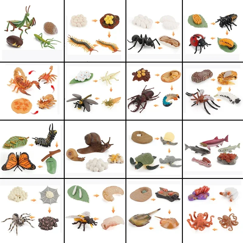 Animal Life Cycle Board Children Toys Montessori Teaching Aids Plant Animal Growth Cycle Model Set preschool cognitive Toys