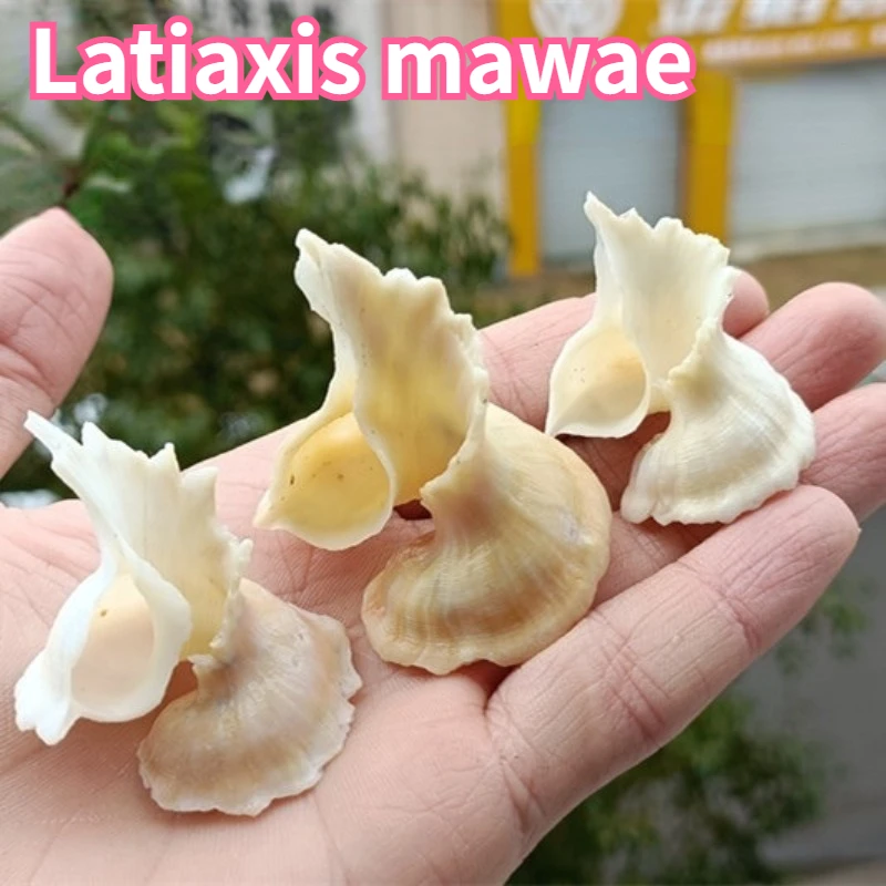 Latiaxis Mawae Natural Conch Shell Specimen Snail Collection Gift Fish Tank Aquatic Landscape Shooting Prop Nautical Home Decor