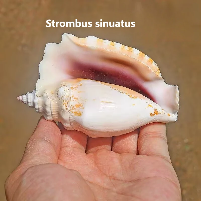 Purple Sleeve Phoenix Snail Fish Tank Landscaping Creative Home Collection Specimen Natural Mediterranean Decoration Undyed