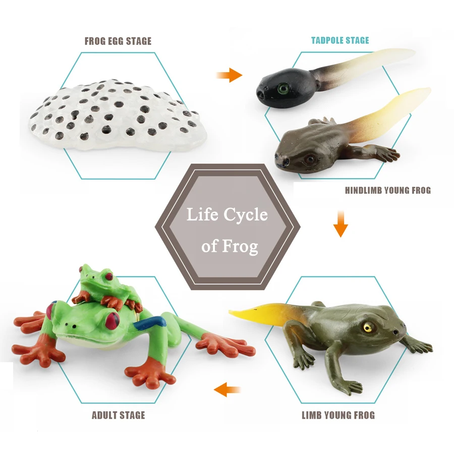 Figura de personaje realista de animales de la selva tropical, ranas, árbol, Rana, Tadpole, Groth Cycle, modelo educativo, juguetes de colección