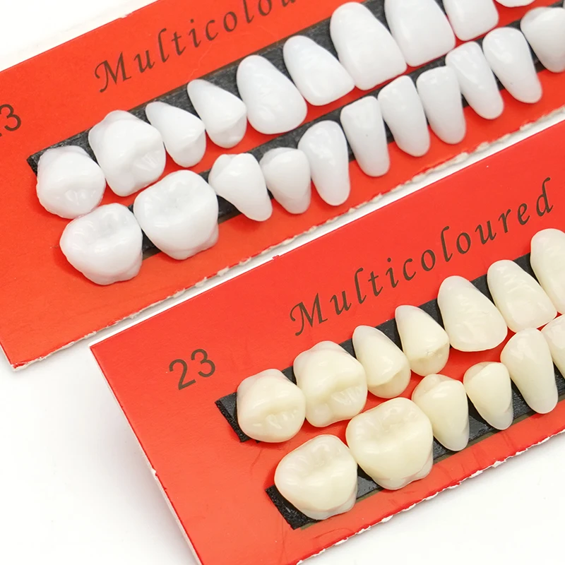 28pcs Dental Training Model Permanent Teeth Model Resin Denture Teeth Teaching Props Dentistry Technician Practice