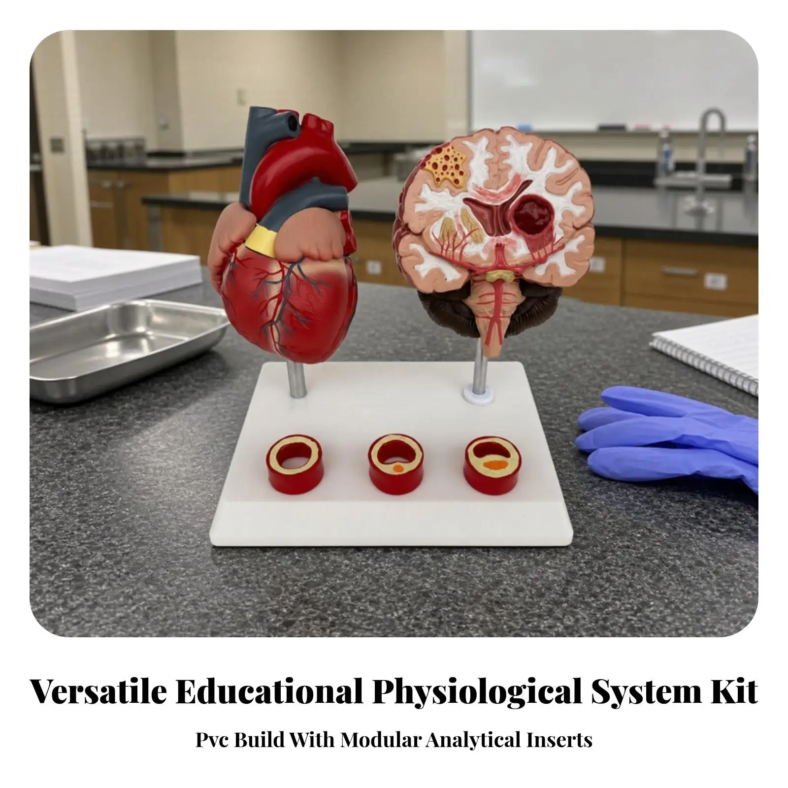 Medical Artery Pathology Anatomy Model Brain Structure Educational Display for Student Training and Research Lab