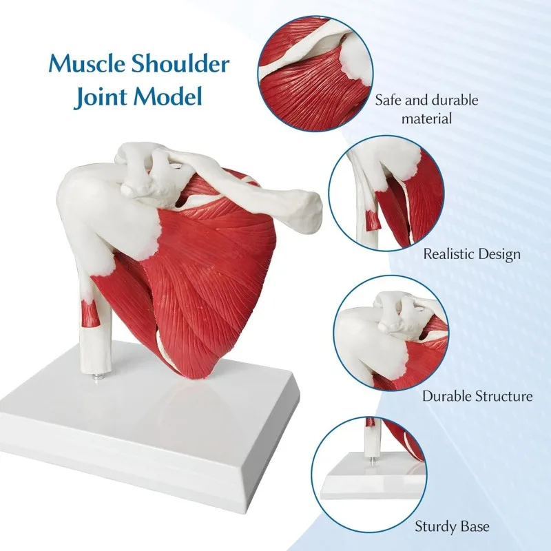 Anatomy Human Right Muscle Shoulder Joint Model With Ligment,  Office And Classroom Easy Install