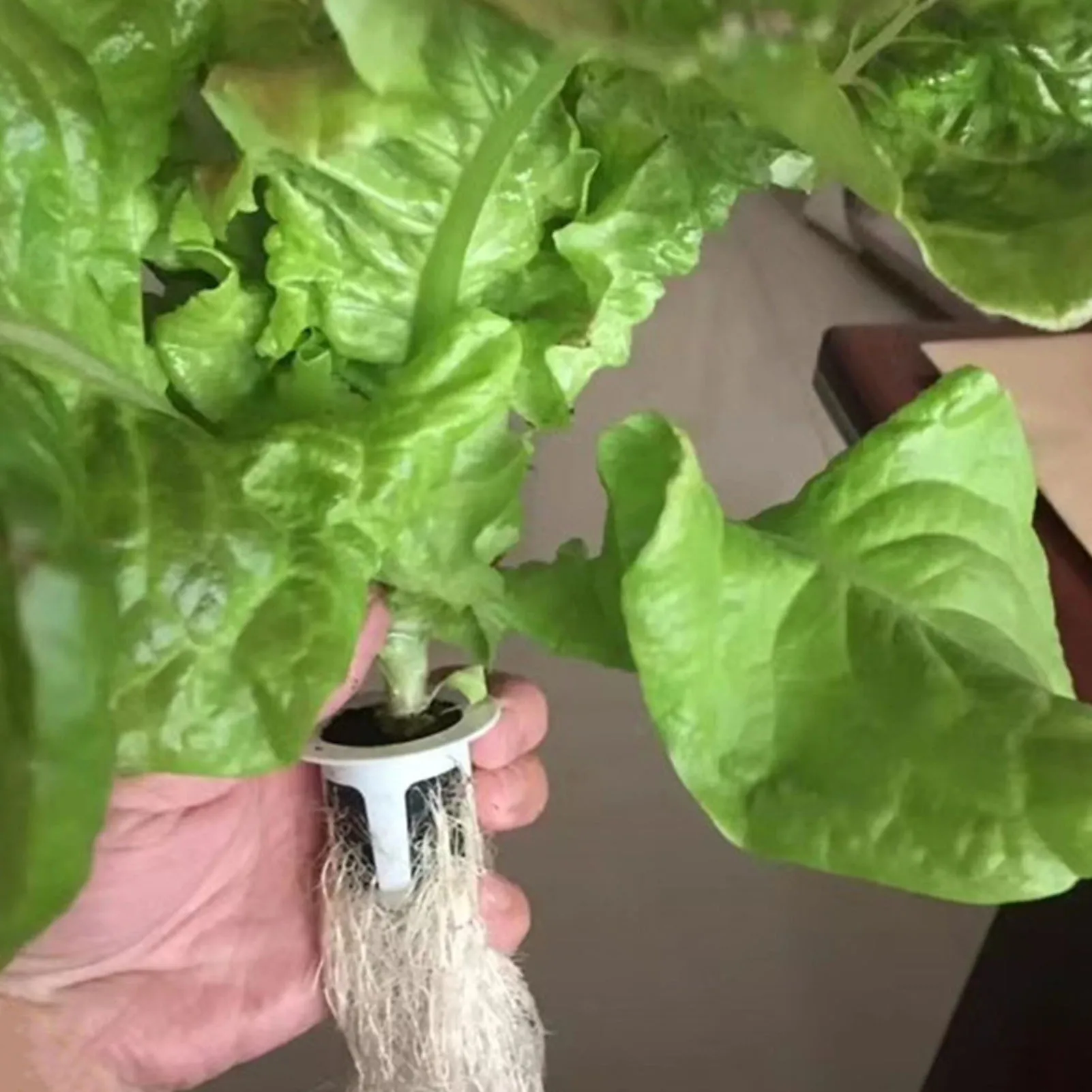 اسفنج نمو جذور البذور ، الشتلات ، بداية البذور المساعد ، المقابس لتعزيز نمو النباتات ، 30 قطعة #3