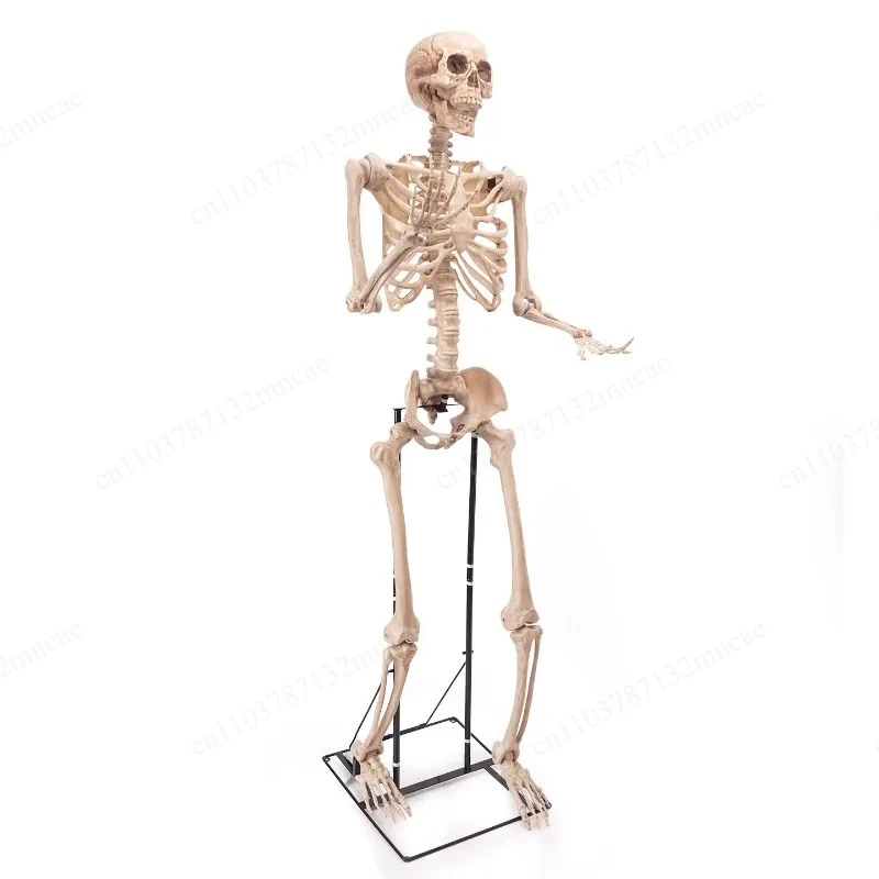 Amusement Park Halloween 2.2 Meters Non-functional Large Standing Skull Skeleton Ornament Haunted House Secret Room