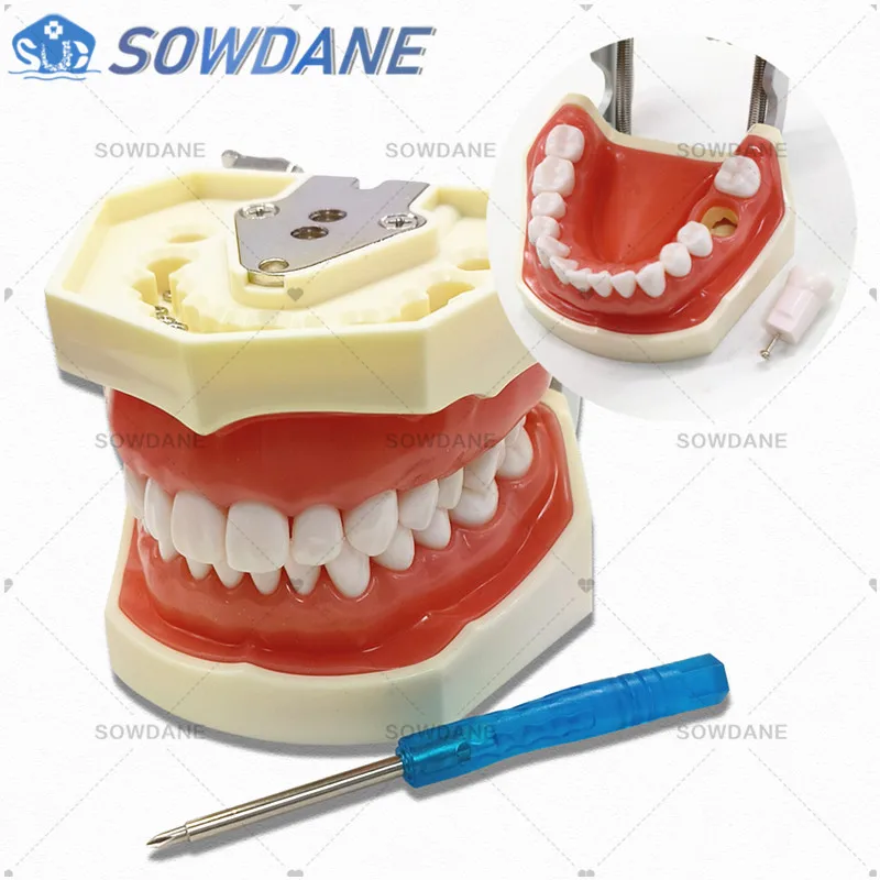 Normal Type Model Dental Universal Plate Type Removable Teeth  Soft Gum Study Tooth Model for New Dentist Traning in school