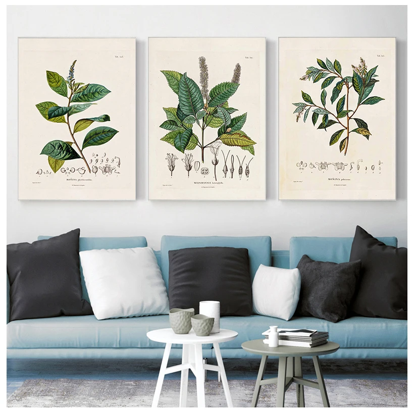 Botanical Studies Vintage Posters and Prints Antique French Plant Illustrations Canvas Painting Botany Wall Art Pictures Decor