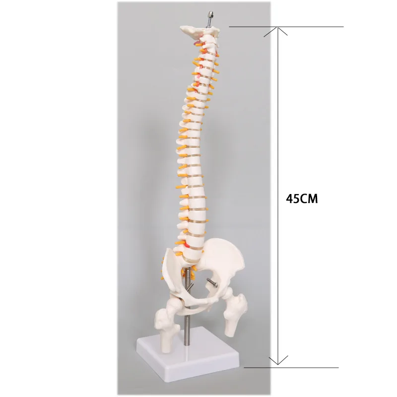 

Модель человеческого скелета до колена, 85 см, 6 больших суставов, модель человека, маленький позвоночник, 45 см