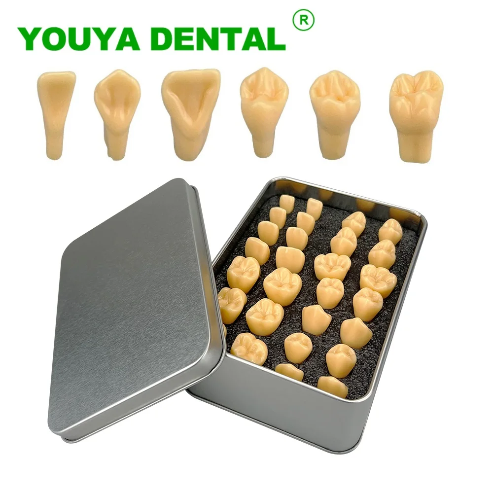 2 Times Carved Model Teeth Teaching Model Comparison Carving Tooth Model Dental Student Practice Study Tools Dentistry Products