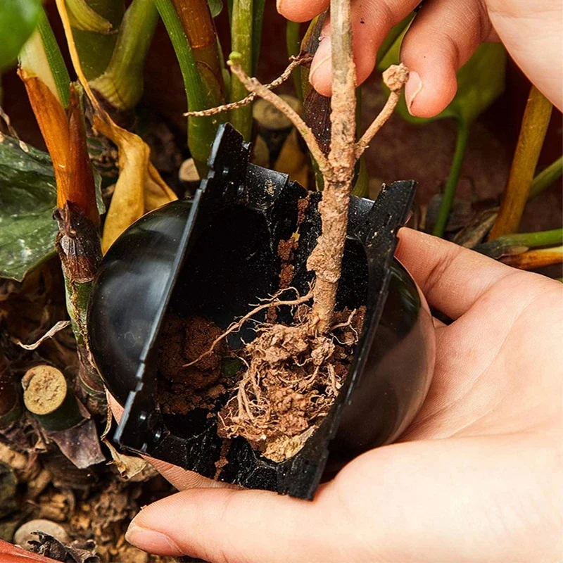 كرة تجذير النباتات القابلة لإعادة الاستخدام ، القطع ، التطعيم ، الشتات ، الانتشار ، التكاثر ، الحديقة ، زراعة الجذور ، 5 صندوق #4