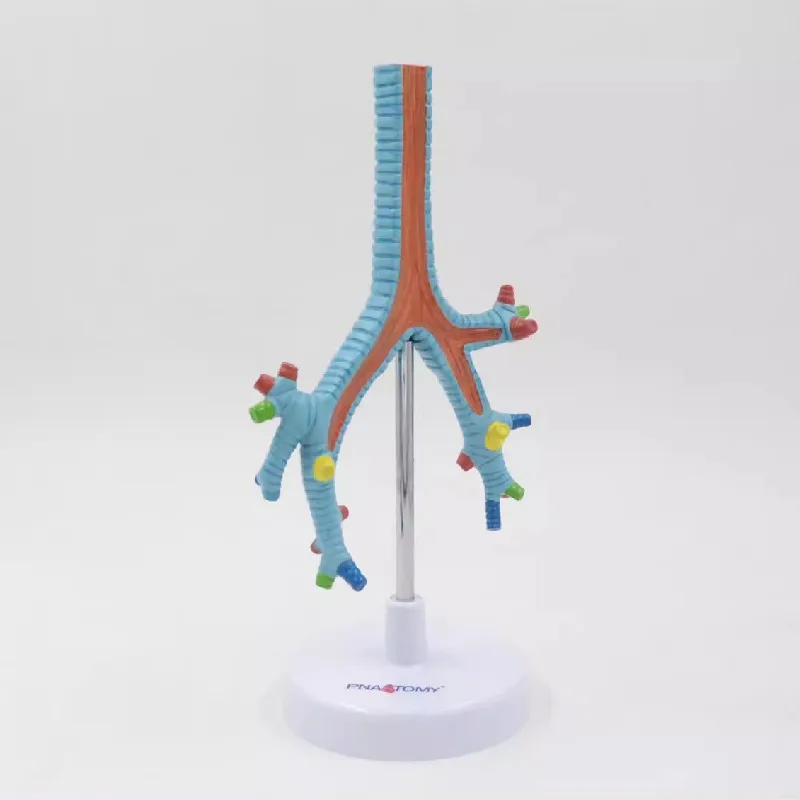 

Tracheal bronchus Lung segment bronchial model organ model teaching demonstration model 16*5*23cm