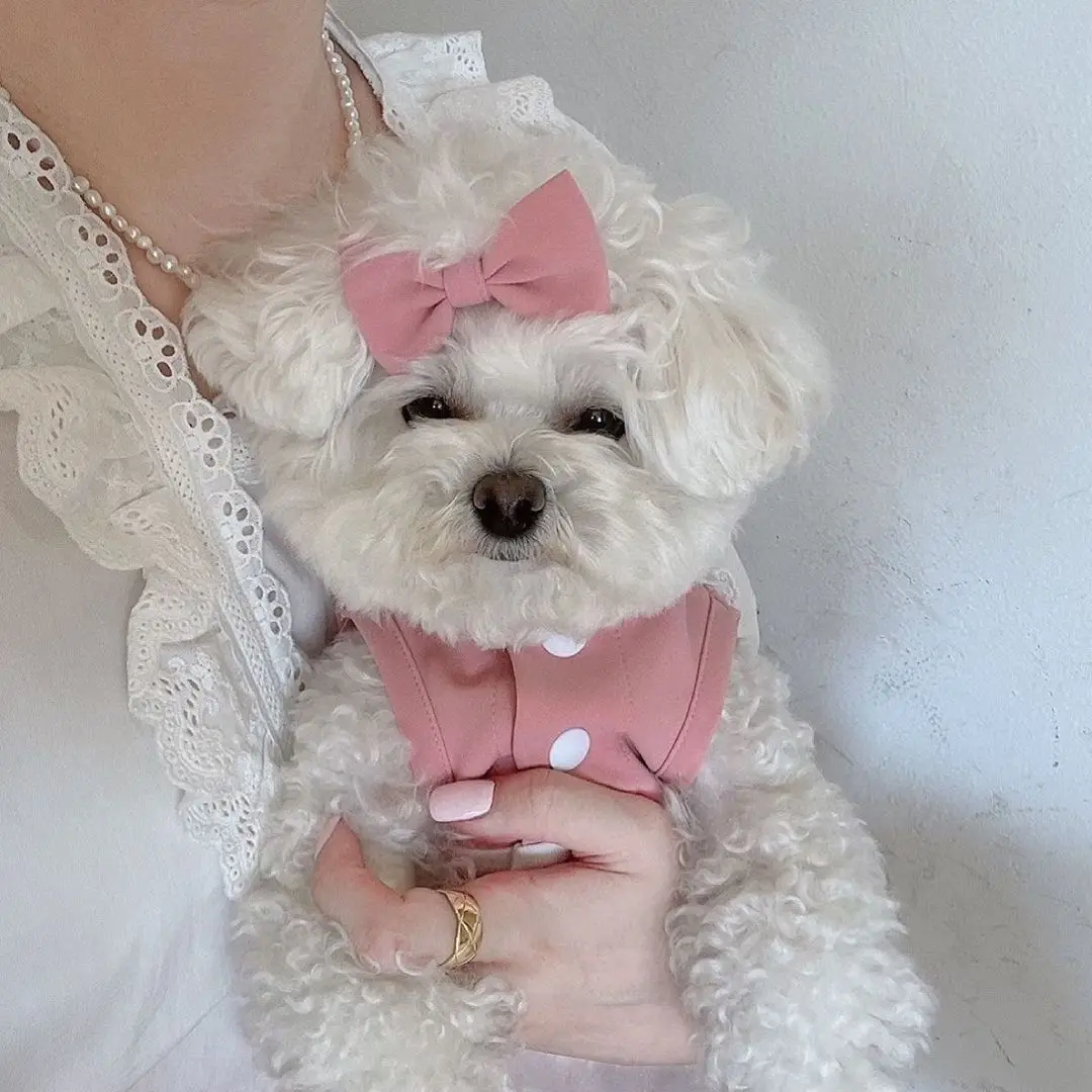 INS Pet Dress Pink Blue Maid Lace Skirt Dog Clothe Bichon Teddy Pet Clothes Dress Puppy Clothes For Small Dogs Pet Accessories