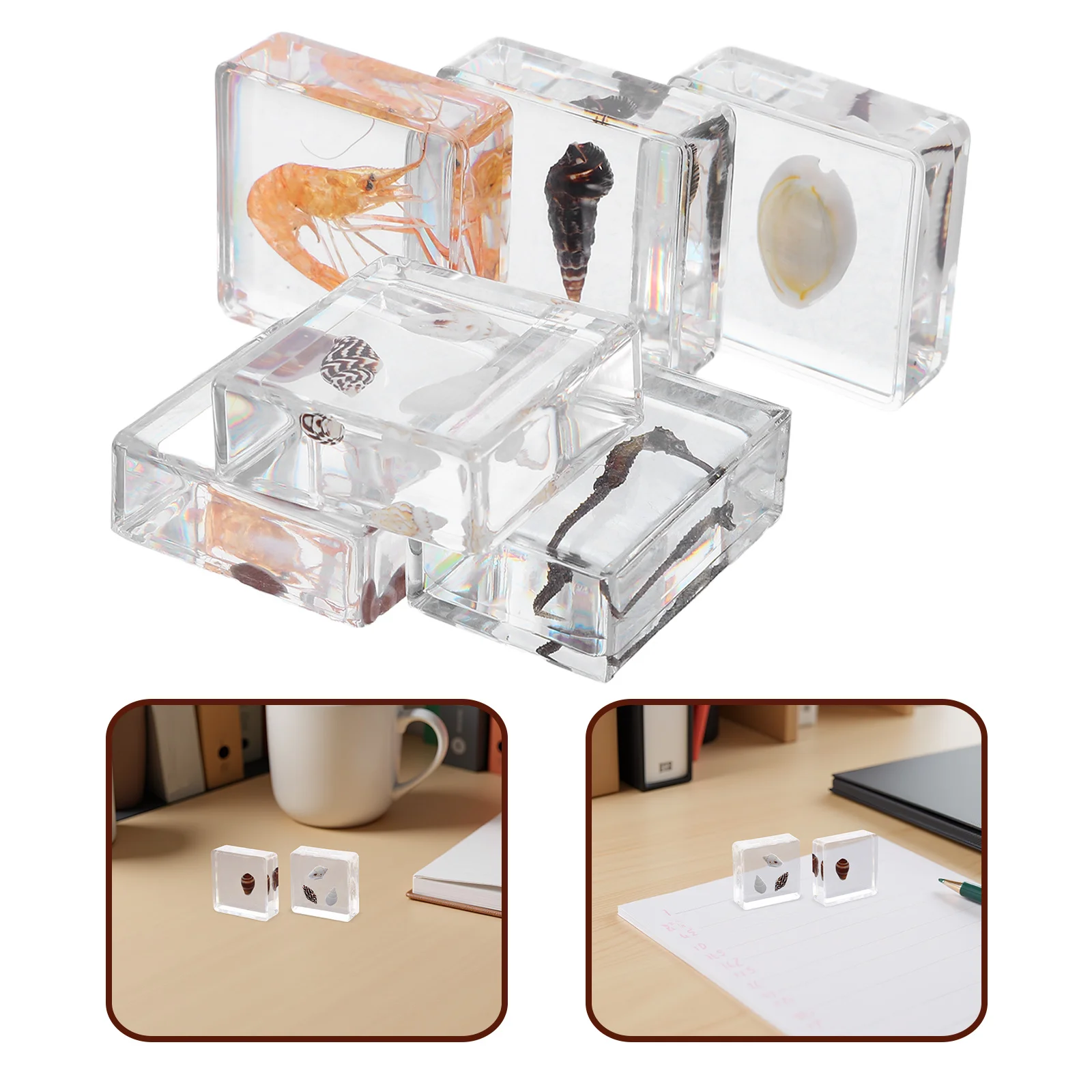 

6 Pcs Marine Biological Specimens Small Sea Shells for Crafting Resin Life Research Snails Animal Crystal Glue Collection