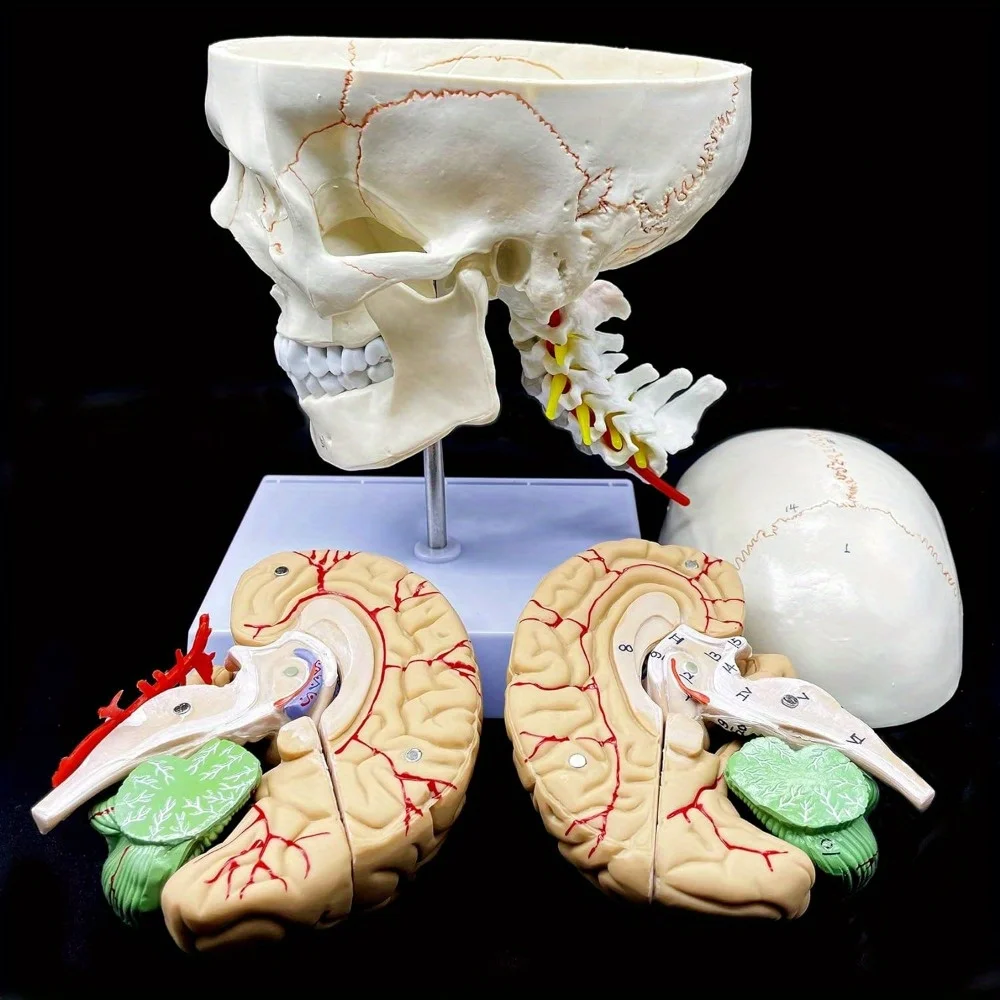 Human Skull with Brain and Cervical Vertebra Anatomical Model: Life-Size Anatomy for Science Classroom Study Display Teaching Mo
