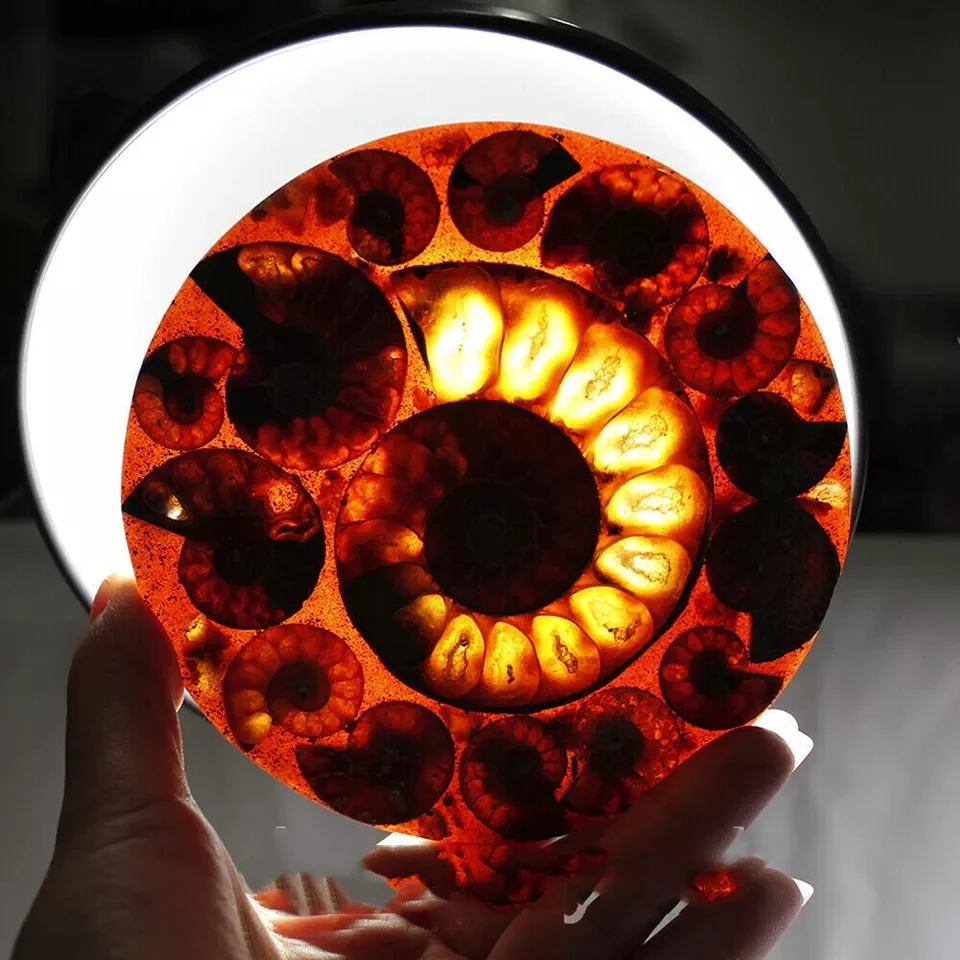 

1pc Natural Ammonite Disc Conch Specimen Reiki Healing