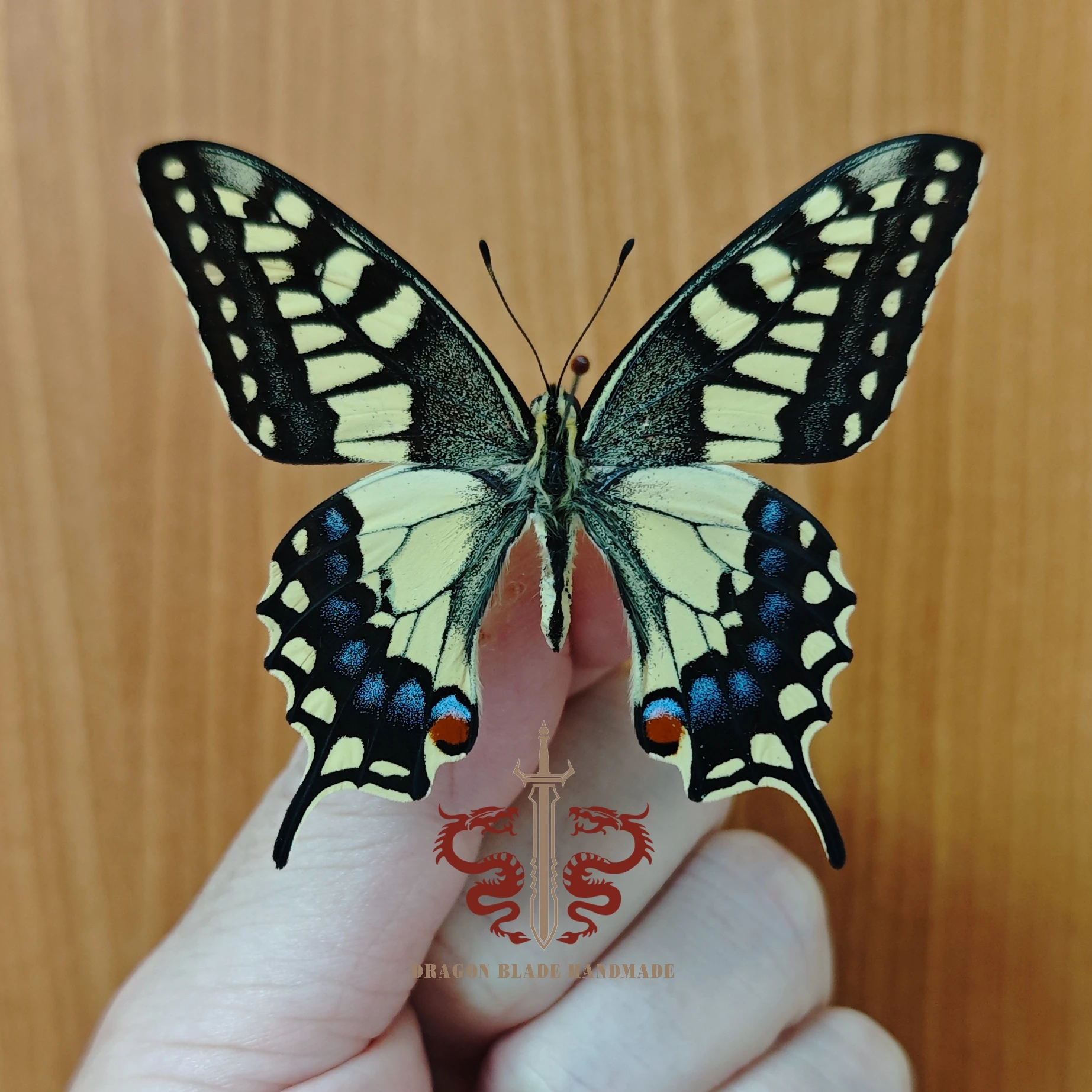 Butterfly ornament Papilio machaon, 1pc wings spread A1/A- high quality, Decorative Display Collection Gifts