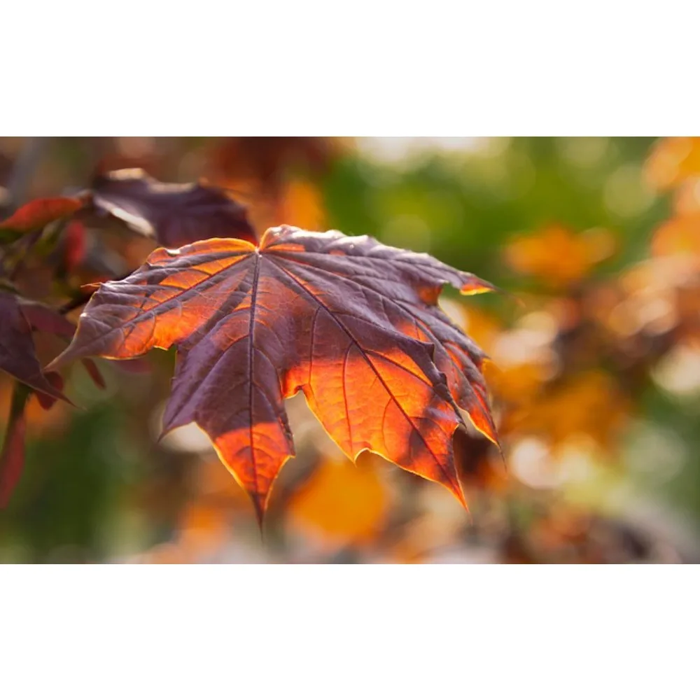 FLYWOO NIN 1404 V2 Motore ultraleggero 2750-4850KV per Whoop Stuzzicadenti FPV Drone Parti fai da te Ad alta potenza 2025 Migliore scelta