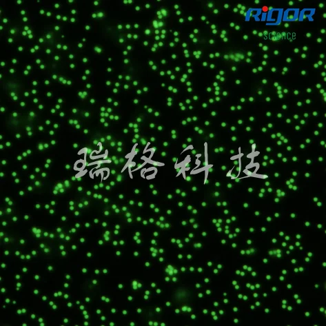 

Monodisperse Green Fluorescent Polystyrene Microspheres /PS Fluorescent Microspheres/micron and Nano Homogeneity/microplastics