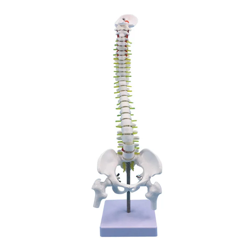 Anatomical 45cm Human Spine Model Human Lumbar Anatomy Supplies Spinal Models Demonstration for School Teaching Display