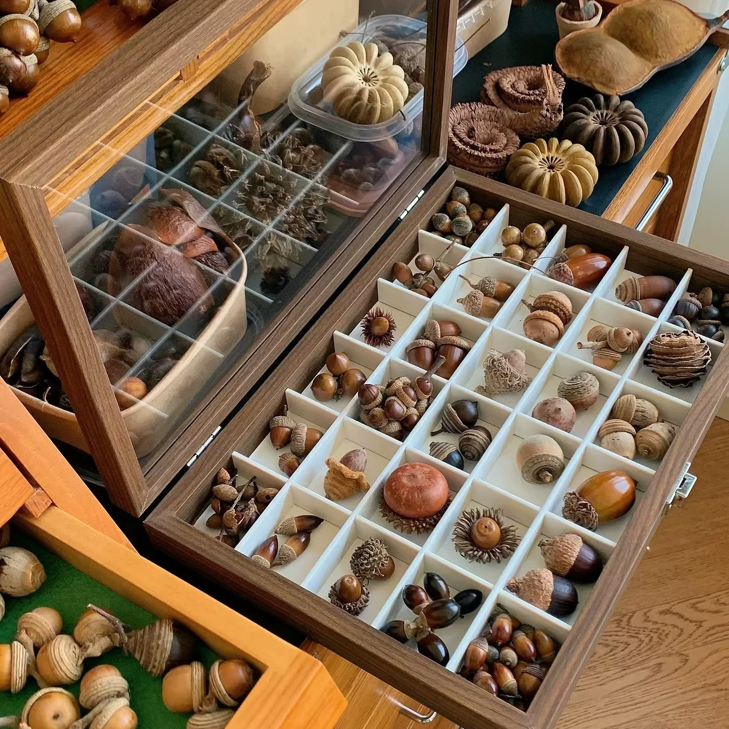 Natural Wood Specimen Storage Box With Glass Lid,18/24/30 Grids Optional,Desktop Organizer for Insect Specimens&Tiny Collectible