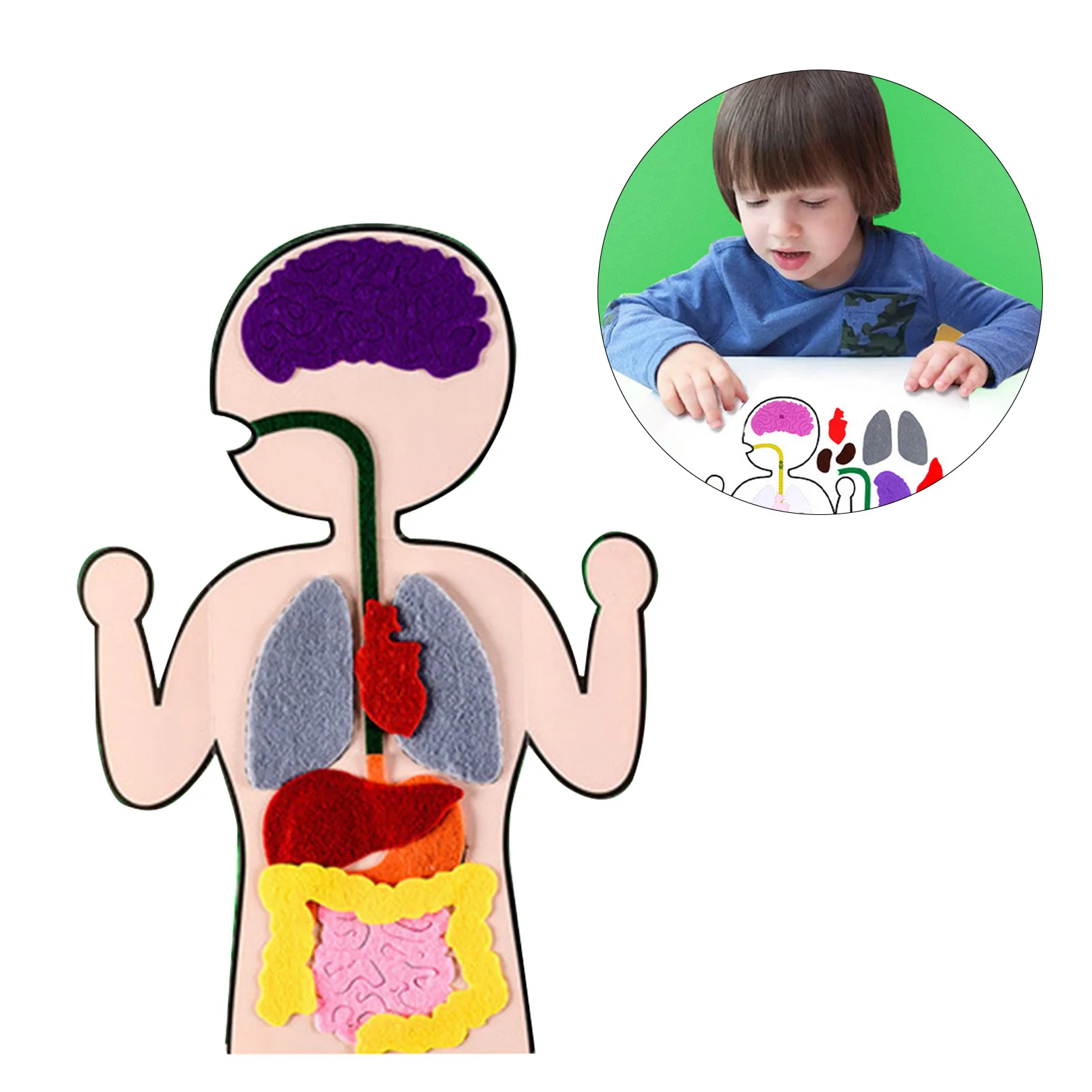 Educational Human Organs Felt DIY Craft Kit for Science Projects Kids Learning Toy Non-Woven Fabric Biology Tool