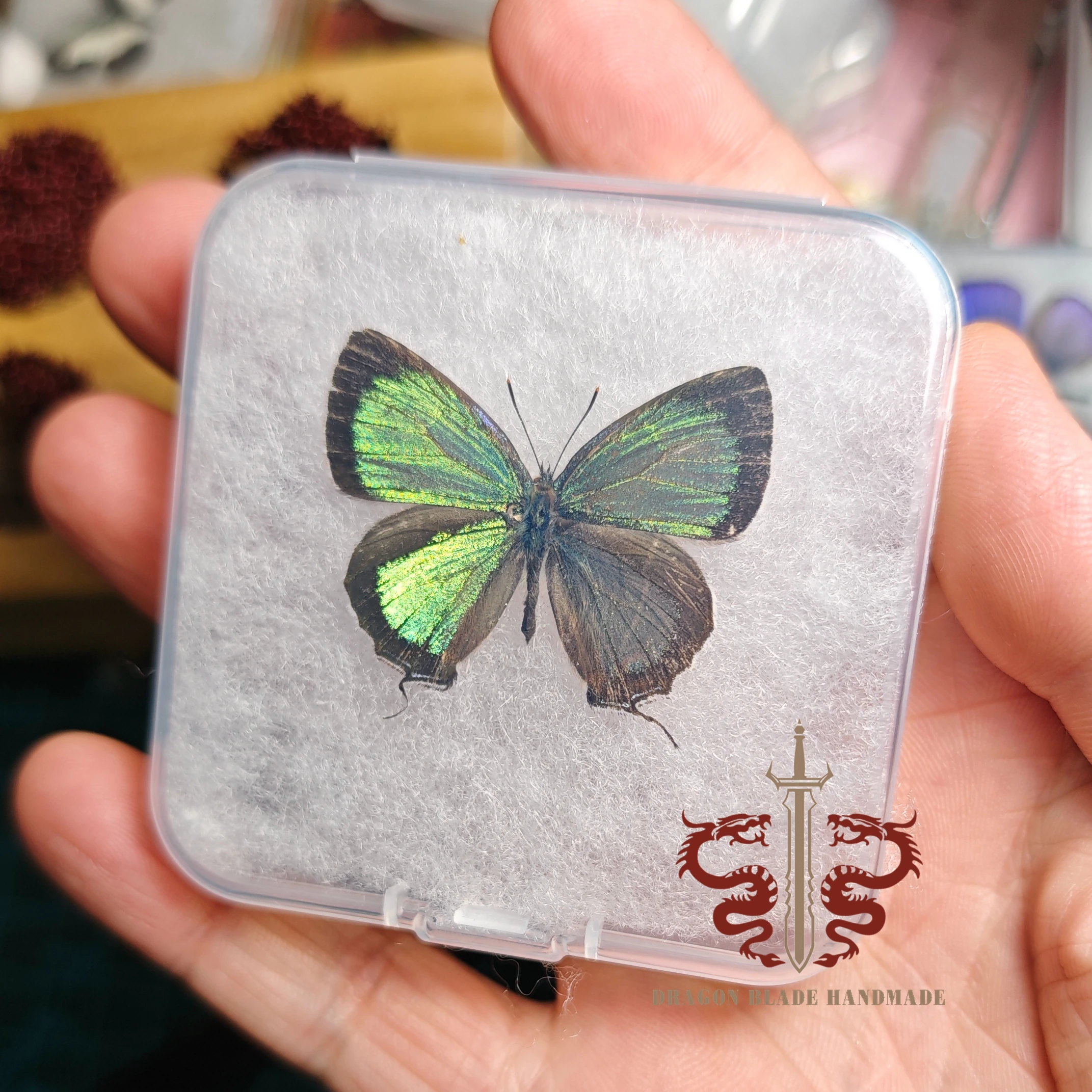 Butterfly specimen Chrysozephyrus esakii, 1pc wings spread A1/A- high quality, Decorative Display Collection Gifts view 3