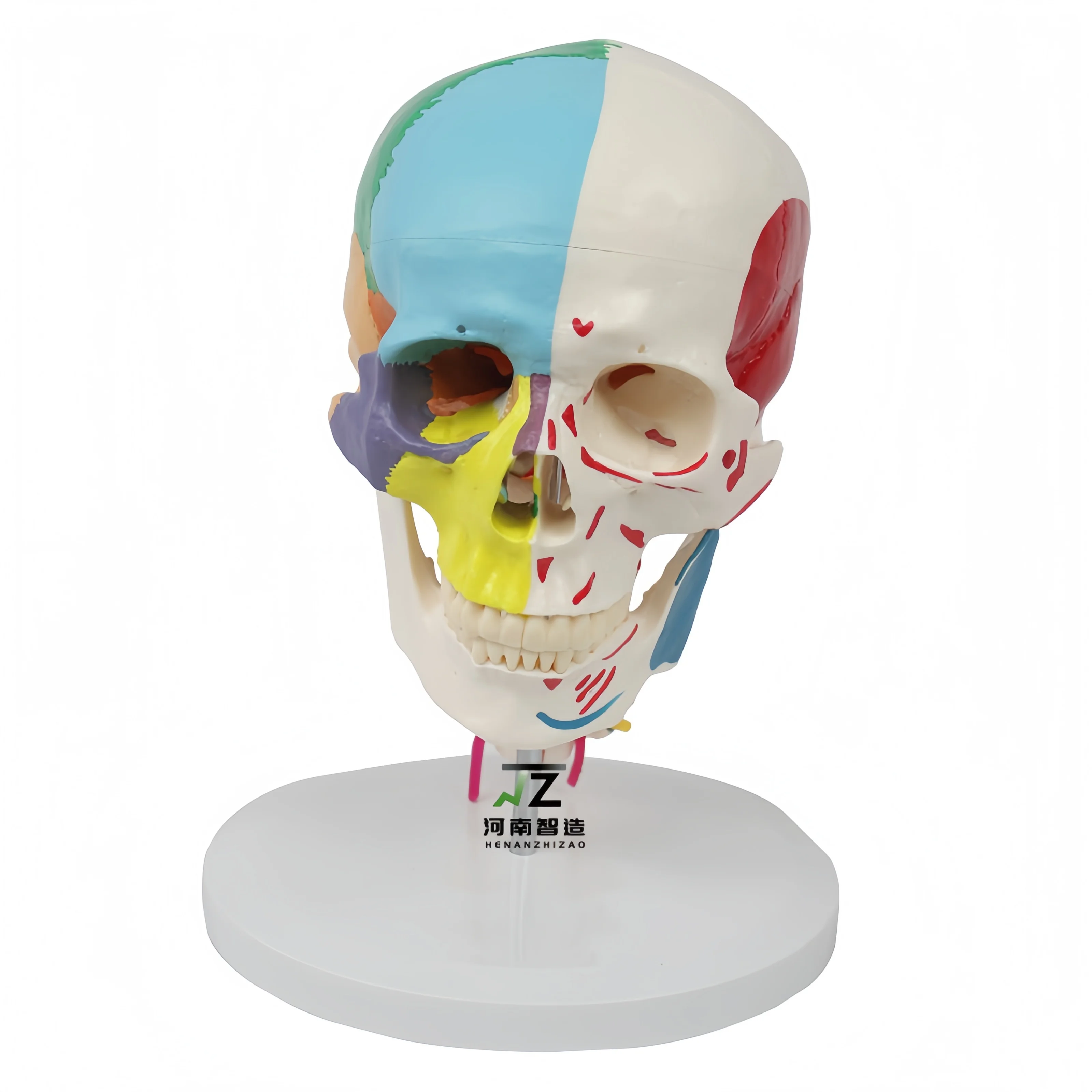 Life Size Colored Skull Model with Muscles Painted Cervical Vertebra Nerves and Blood Vessels Movable Jaw Educational Equipment