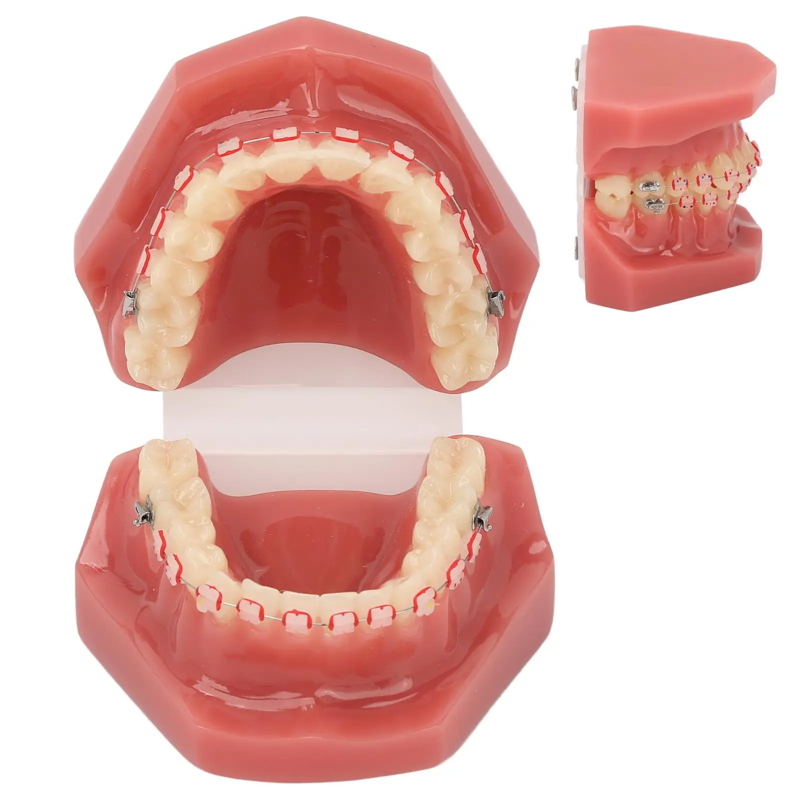 Portable Orthodontic Demonstration Model - Simulated Dental Model with Metal Wire & Resin Ceramic for Dentists and Hospitals