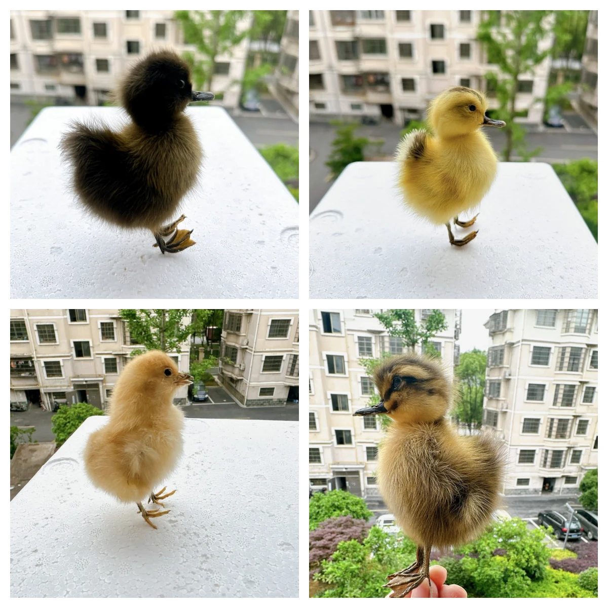 1PCS real duckling specimen teaching/decoration/ornaments/props