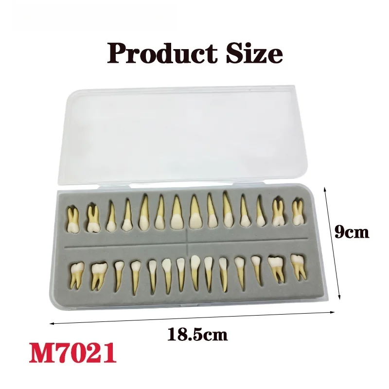 1Box Full-Mouth Adult Model Dentistry Simulation Ex Vivo Teeth:28-Tooth Set (Single-Color and Two-Color Permanent Tooth Roots)