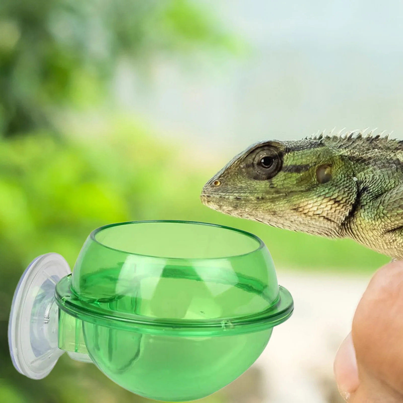 Reptile Feeder Bowl Reptile Waterer Amphibian Reptile Feeding and Watering Container for Frog Small Animal Tortoise Chameleon