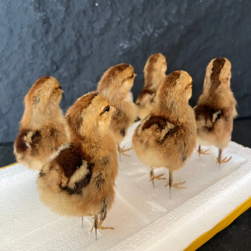 1-10 pcs Taxidermy stuffed Eurasian chick specimen teaching/decoration/Handmade