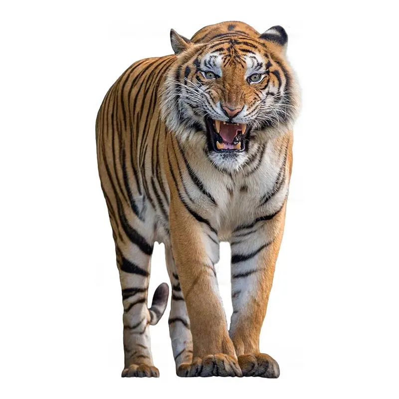 M435 heftige alte Tiger Tier Wanda uf kleber Toilette Wohnzimmer Schrank Kühlschrank Home Dekoration Aufkleber Aufkleber – Detail 4