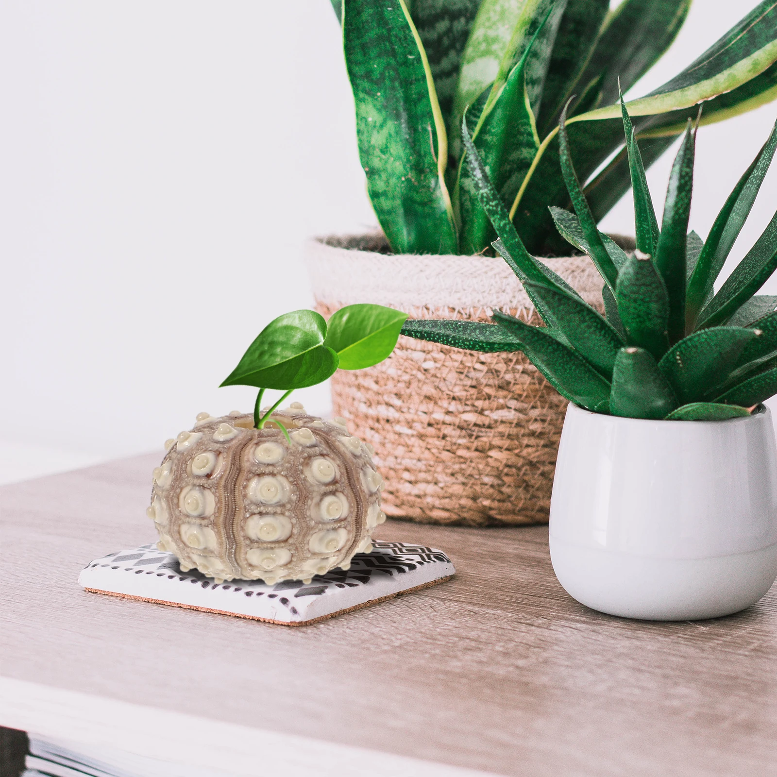 

5 Natural Sea Shells Decorative Specimen Planters Air Plant Pot Hanging Flowerpot Succulent Bowl Tabletop Accessories Sea