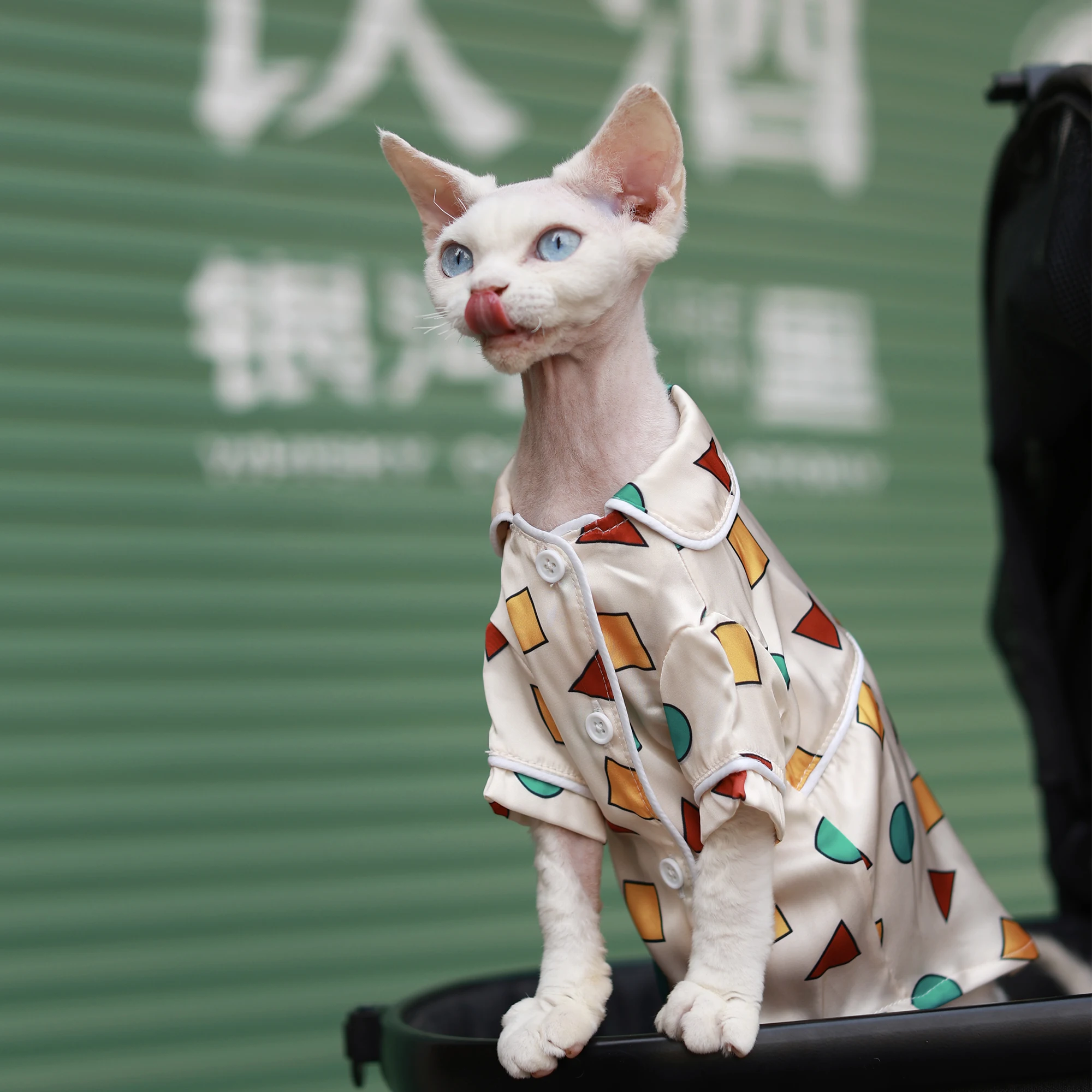 Pyjama d'été de luxe pour chat, jupe rafraîchissante en soie pour chatons, vêtements doux et respirants avec climatisation pour Devon Rex Cat Appeal