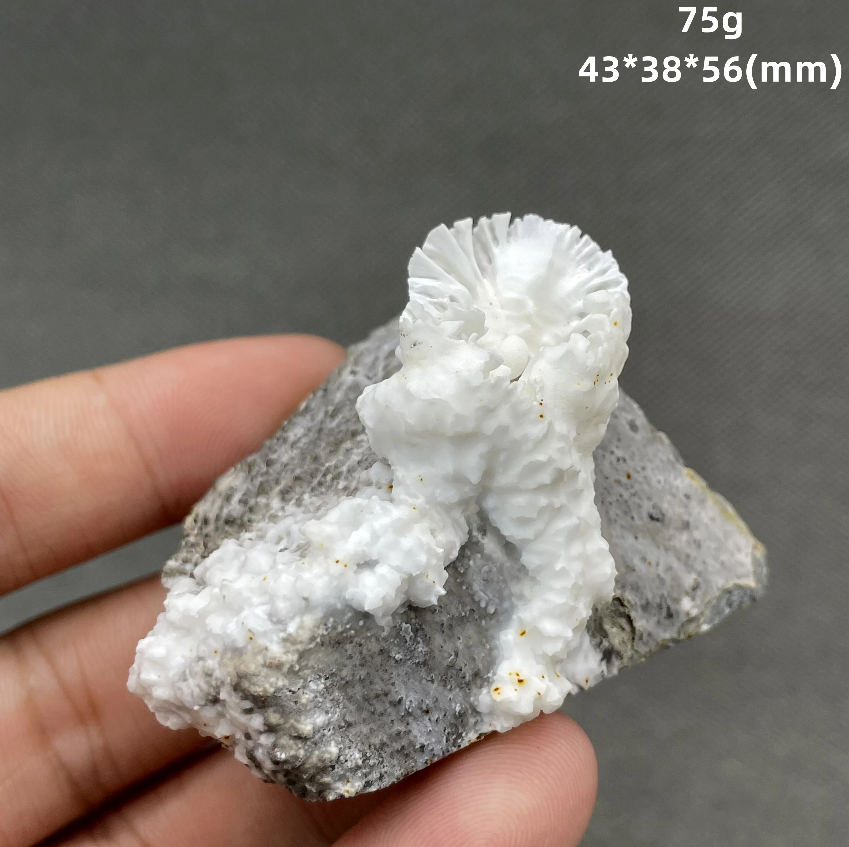 NEW! 100% Natural Cup-shaped white aragonite mineral specimens stones and crystals quartz crystals