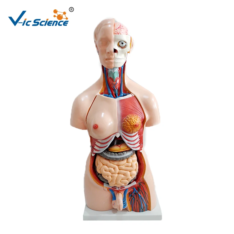 

Unisex Torso 40 Parts Hot Sale 85cm Medical Unisex Human Body Anatomical Organs Model 40 Parts Teaching for Students