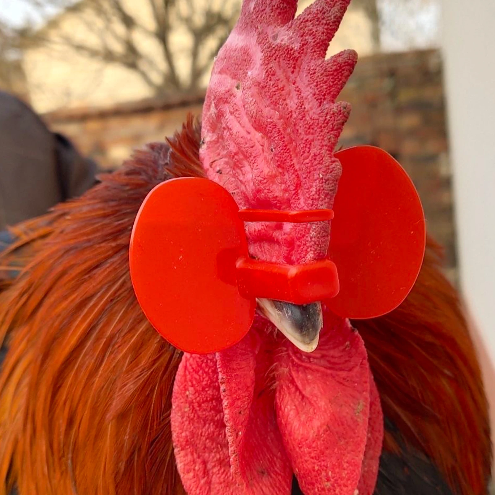 50/100 قطعة S/L/M البلاستيك لا الترباس نظارات الدجاج الدجاج حمامة الدراج مكافحة الانتقاء نظارات لوازم الدواجن