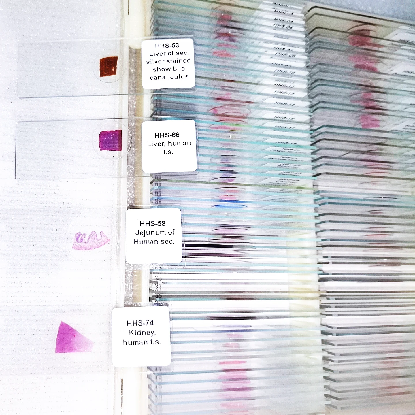 100Pcs Set Higher Edcuation Quality Human Microscope Histology Prepared Slides