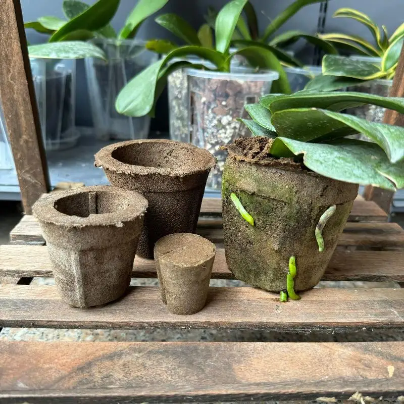 Solo para orquídeas de mariposa que evitan la podrida de raíces, buena transpirabilidad, repotación de orquídeas Dendrobium y otras especies de orquídeas