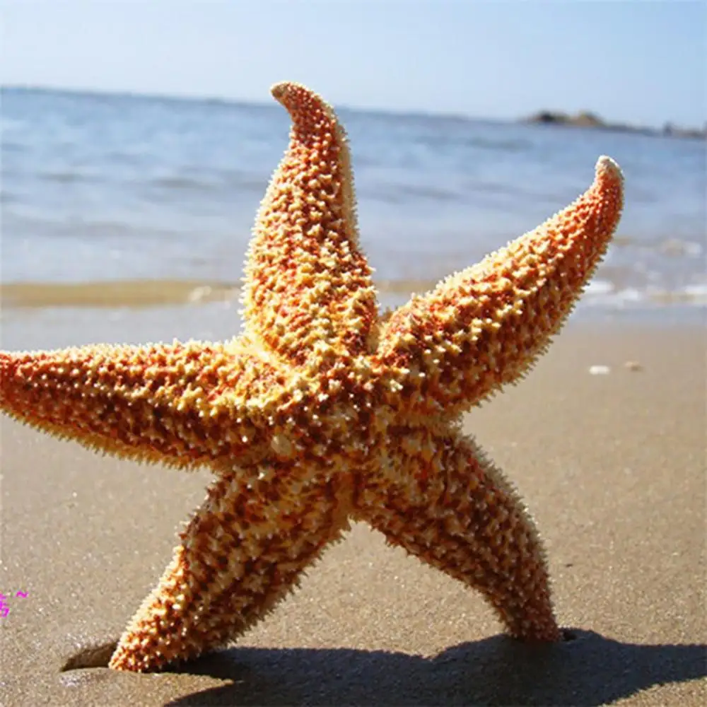 2 piezas estrellas de mar secas naturales, artesanía de playa, fiesta de boda, decoración del hogar