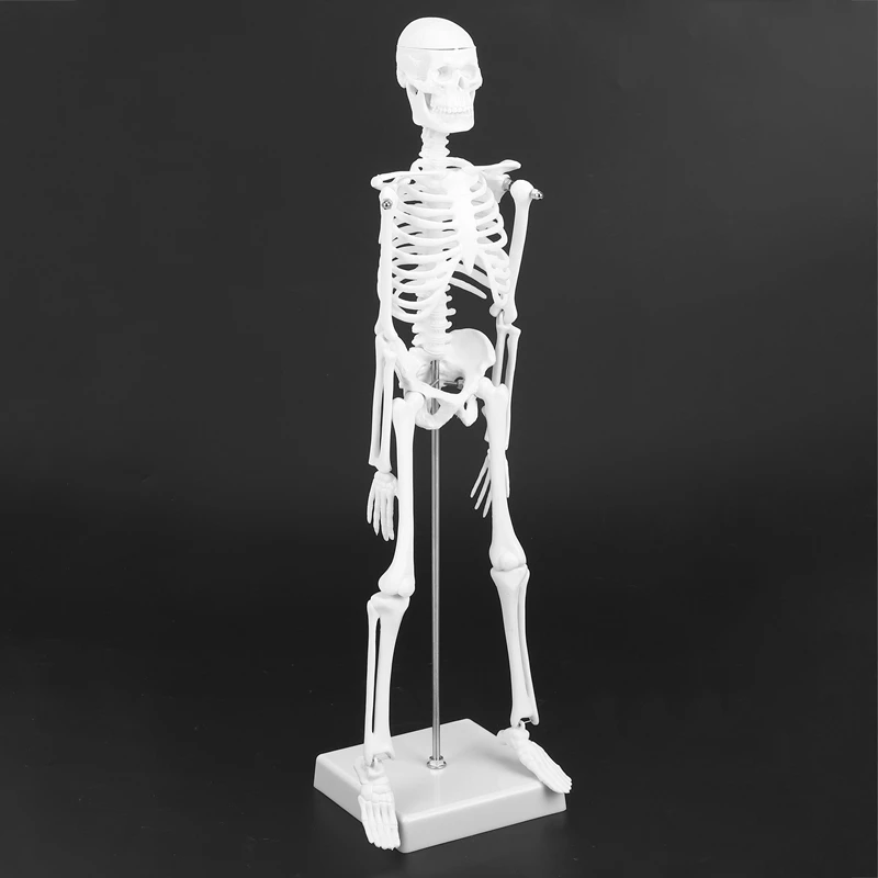 Modules d'Anatomie Humaine, 45cm, Modèle Seton, Aide à l'ApprentiCumbria