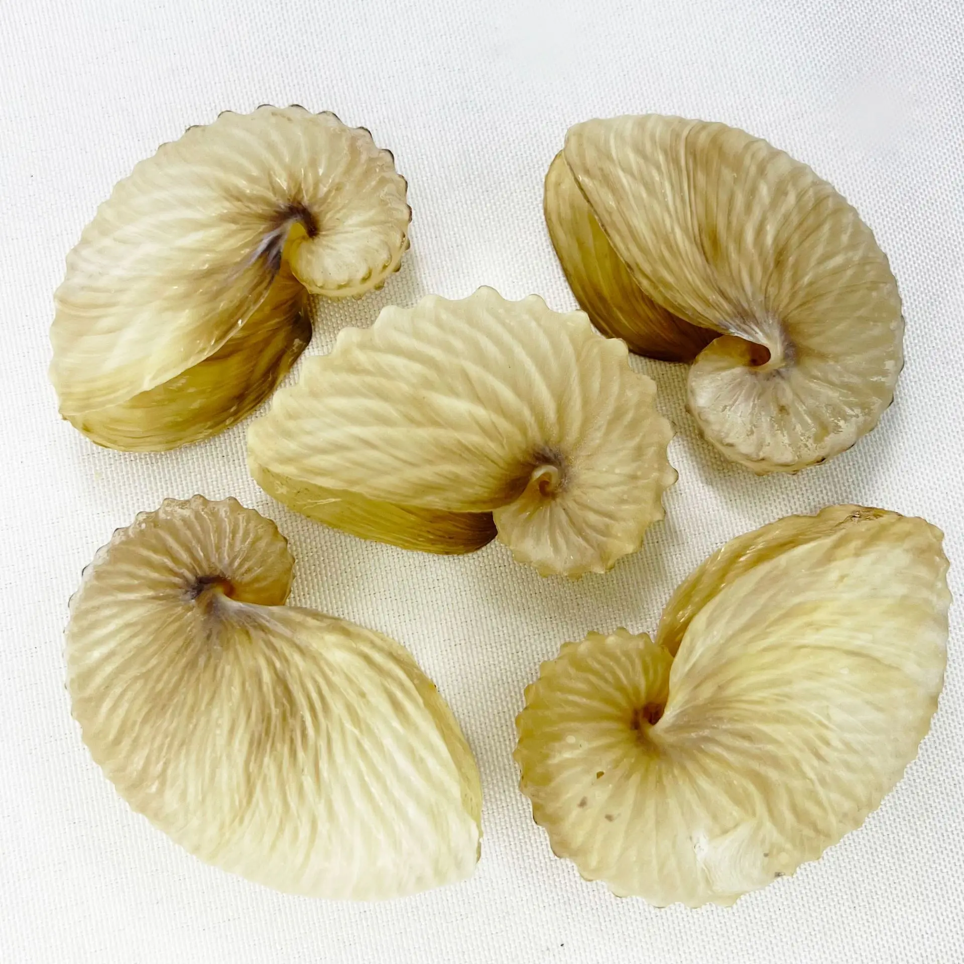 Natural Pteria Shell - 3D Seashell Petals, DIY Vintage Jewelry Component, Historical Costume Prop, Marine Craft Material, Ocean