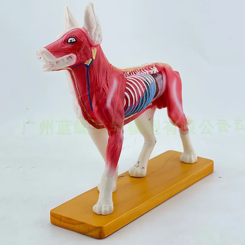 Animal Acupuncture Point Model Animal Anatomy Model Dog Body Anatomy Veterinary Teaching Model