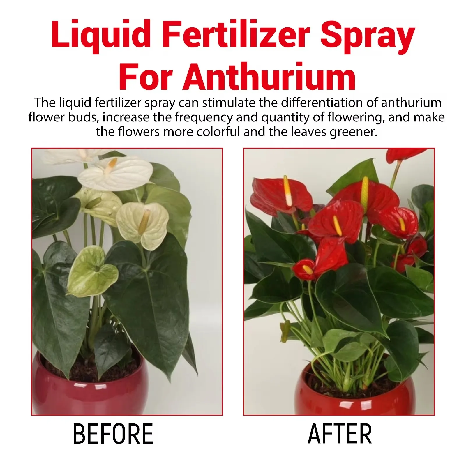 MOONSPRY بخاخ الأسمدة السائلة للأنثوريوم يحسن نسيج تربة النخيل الحمراء ويعزز الخصوبة ونفاذيةها #3