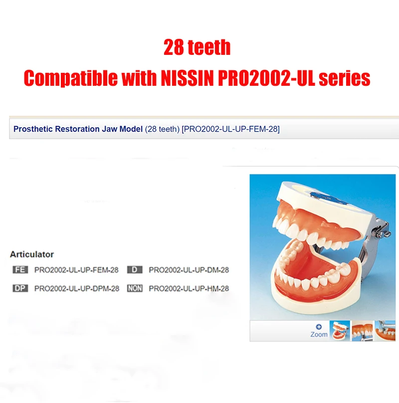 Dientes de resina Dental Typodont, modelo de plástico de reemplazo para enseñanza, producto de laboratorio de odontología, 28 piezas, 1 Juego