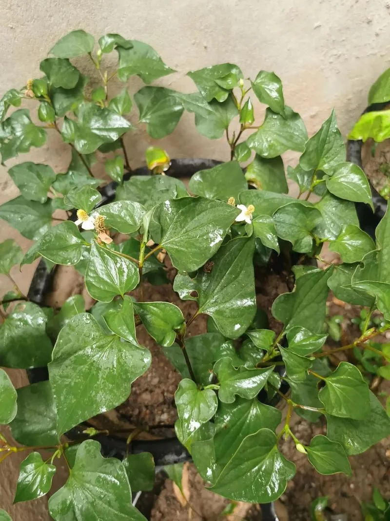 

Rocket-RC MINI 1525 Brushless Motor Sensored 13.5T 17.5T 21.5T 25.5T for 1/28 1/24 RC Car Mini-Z Kyosho Mr03 Pro