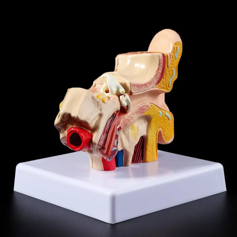 1.5 Times Life Size Human Ear Anatomy Model OrganMedical Teaching Supplies Professional D5QC